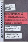 Etiketten zu Athous paflagonensis (Platia & Gudenzi, 1998) (NHMW-ZOO-COL-0008473)